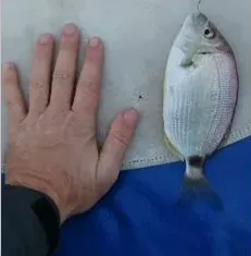 Морская рыбалка в Новороссийске
